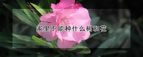 家裡不能種的花|家里不能种什么花？